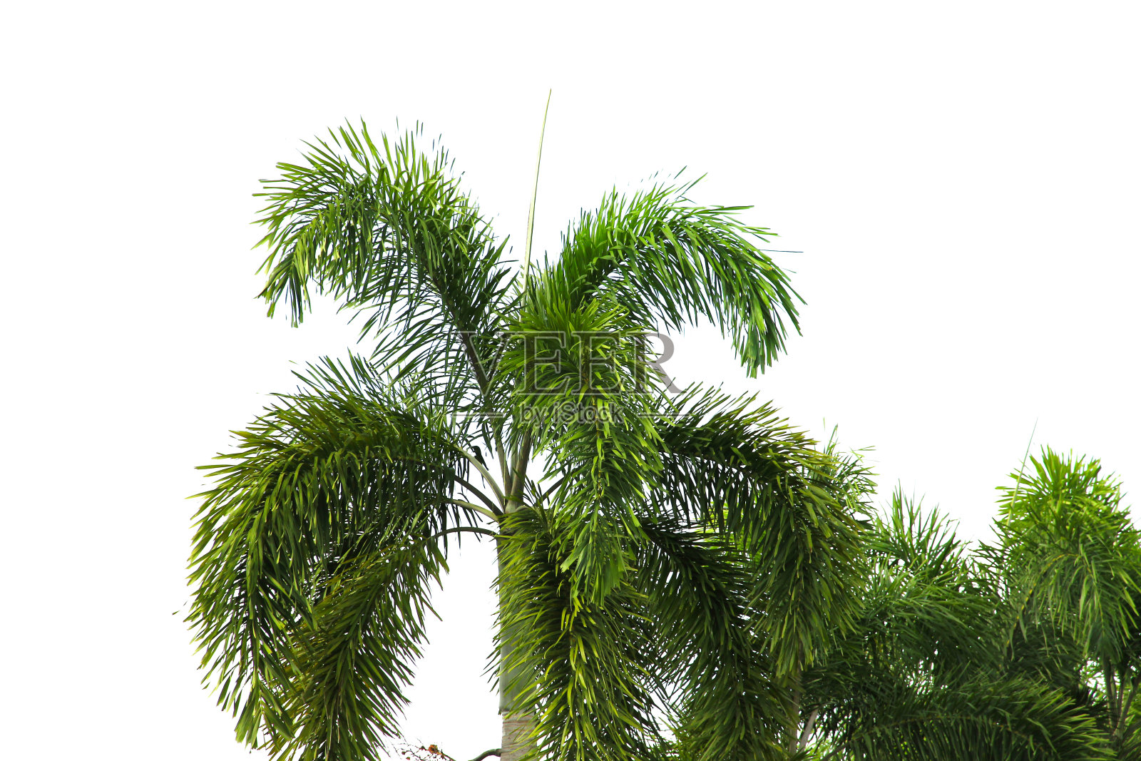 绿色椰子叶或树枝孤立在白色背景与剪辑路径。选择重点。照片摄影图片