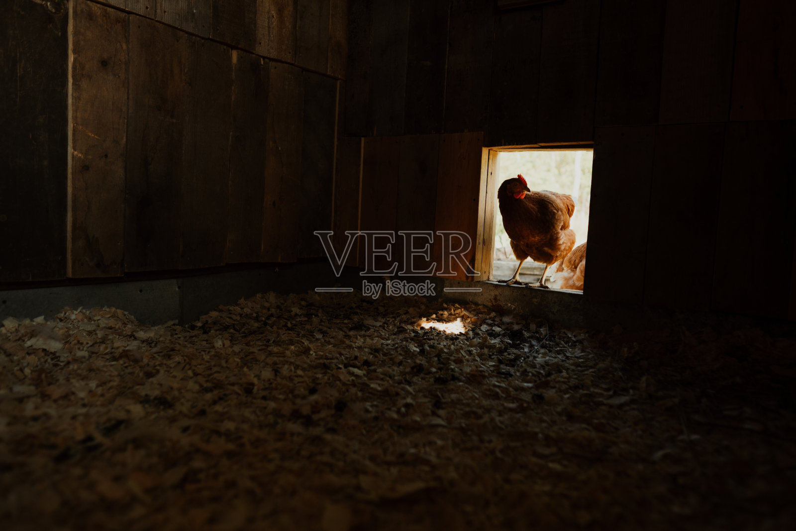 红鸡站在鸡笼门口,进行有机养殖照片摄影图片