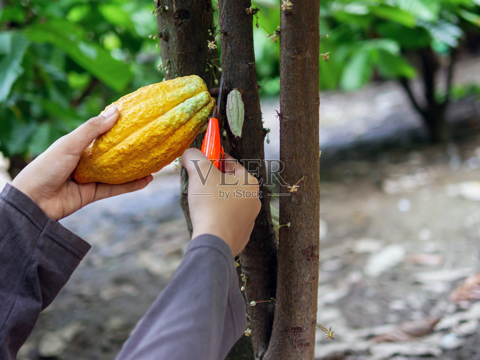 一位可可种植者用剪枝剪从可可树上剪下可可荚或成熟的黄色可可。收获农业可可产业生产。照片摄影图片