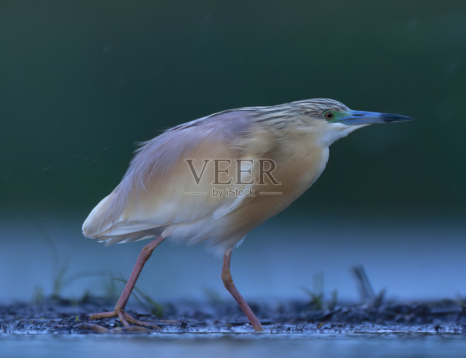 Squacco Heron, Ardeola ralloides照片摄影图片