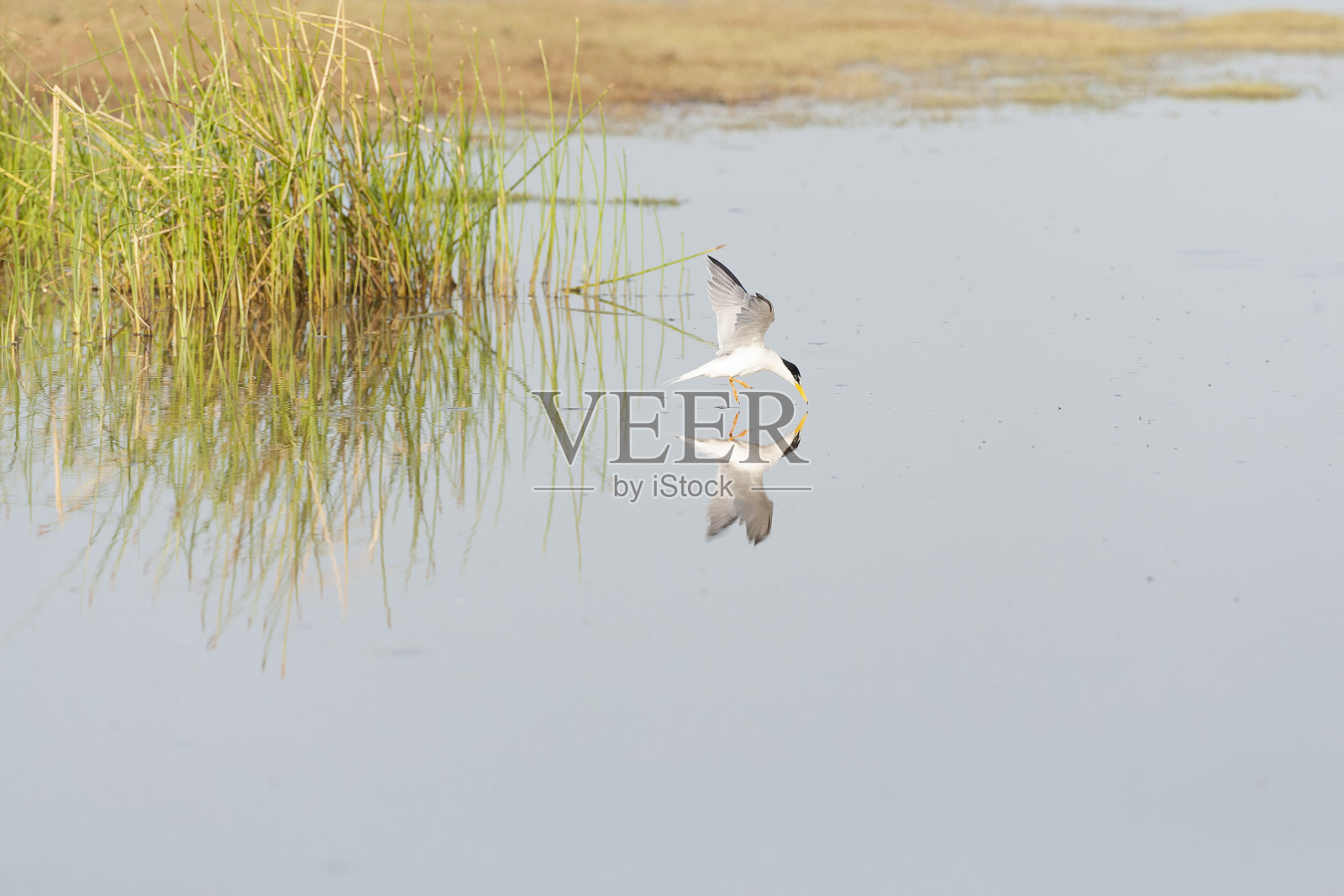 小燕鸥,胸骨白斑照片摄影图片