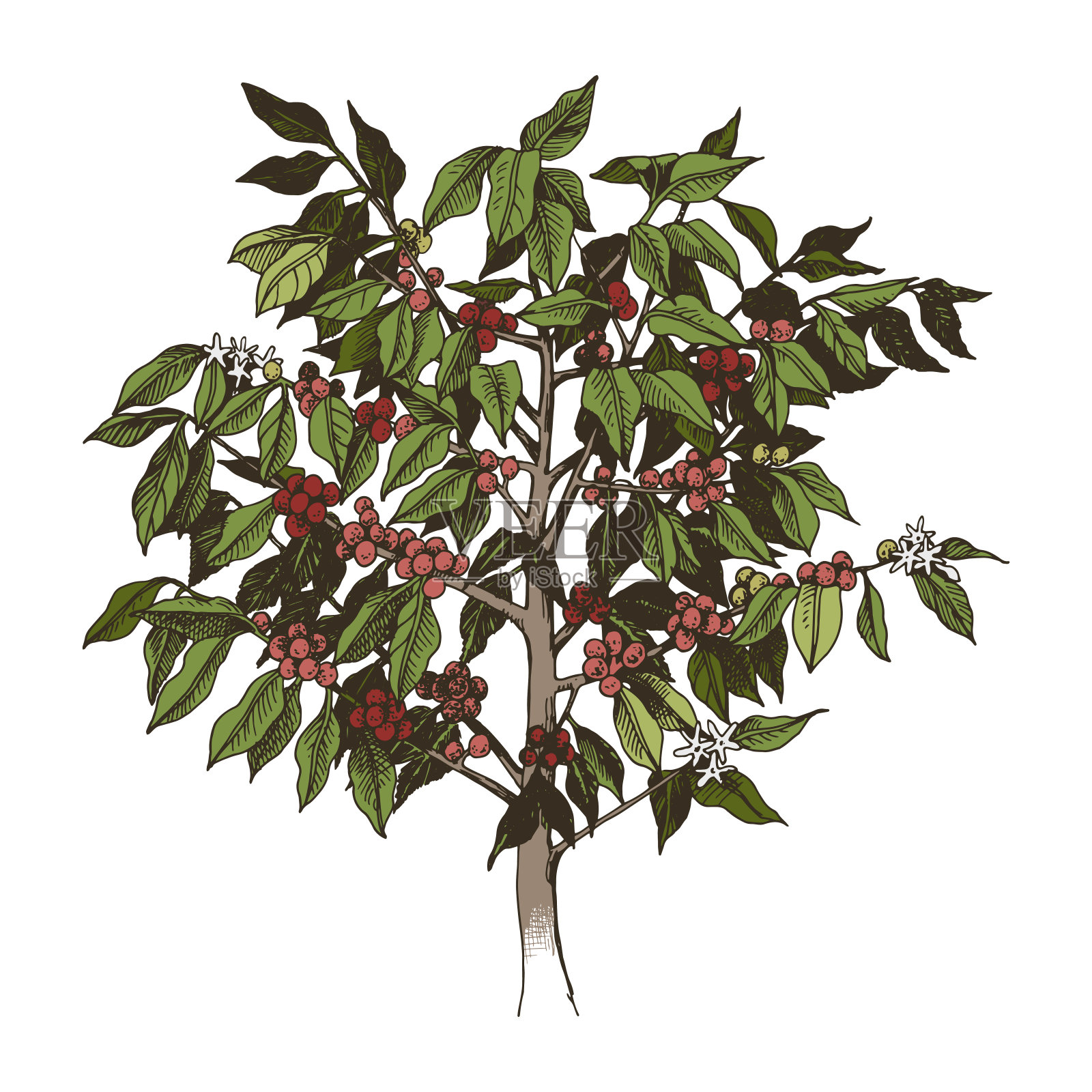 年轻的阿拉比卡咖啡树孤立在白色背景插画图片素材