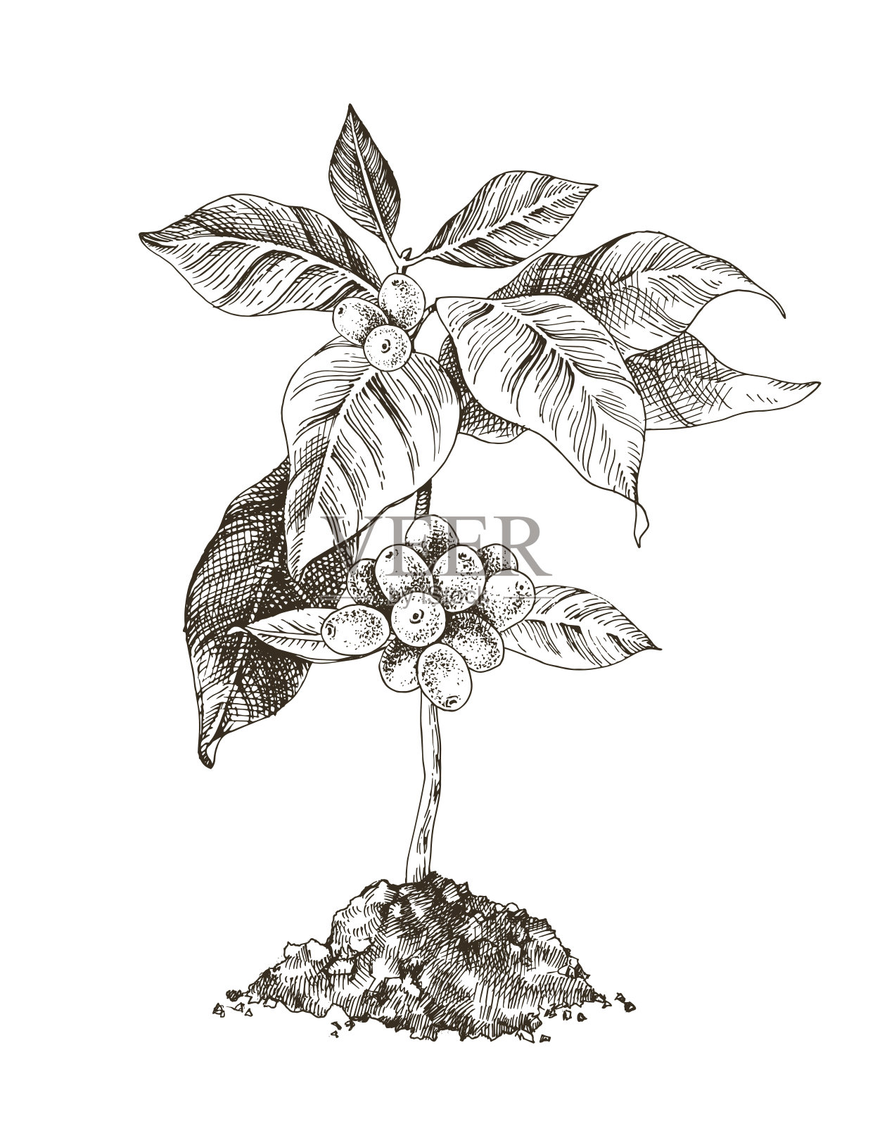 有咖啡豆的小咖啡树插画图片素材