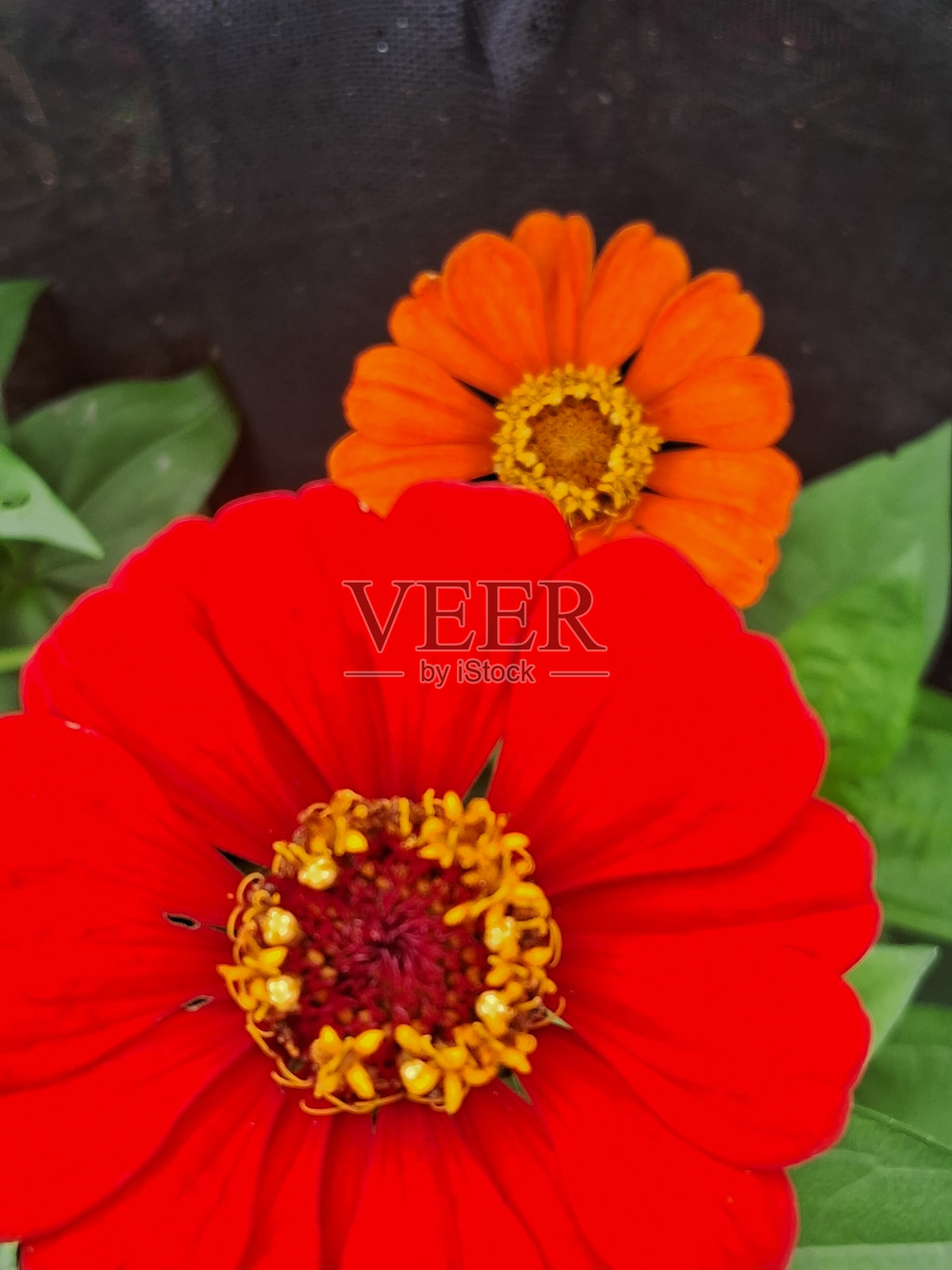 秘密照片摄影图片