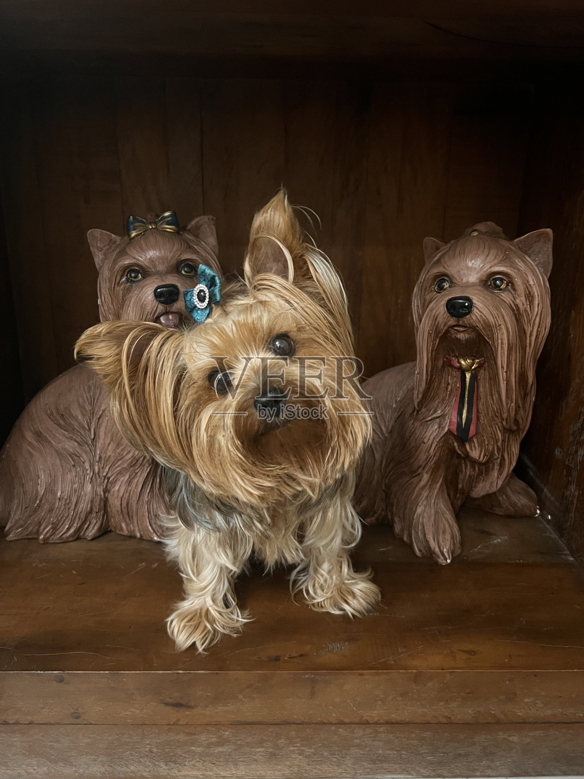 一只小狗和另一只狗雕塑在一起摆姿势照片摄影图片