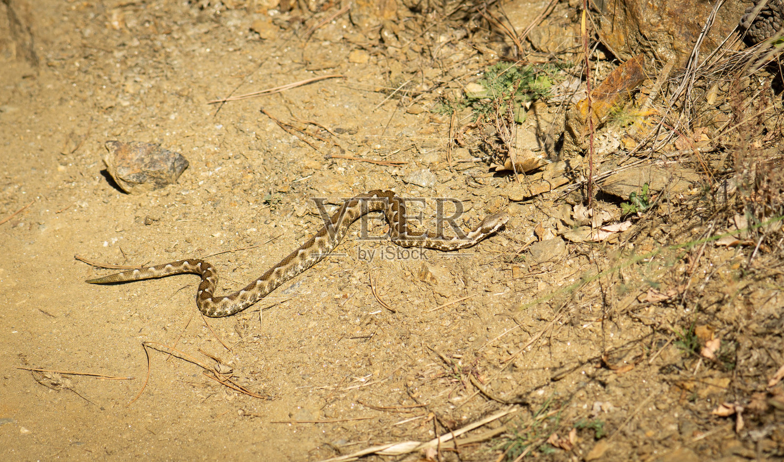 鼻角蛇穿过土路,沙蛇,沙蛇,远观照片摄影图片
