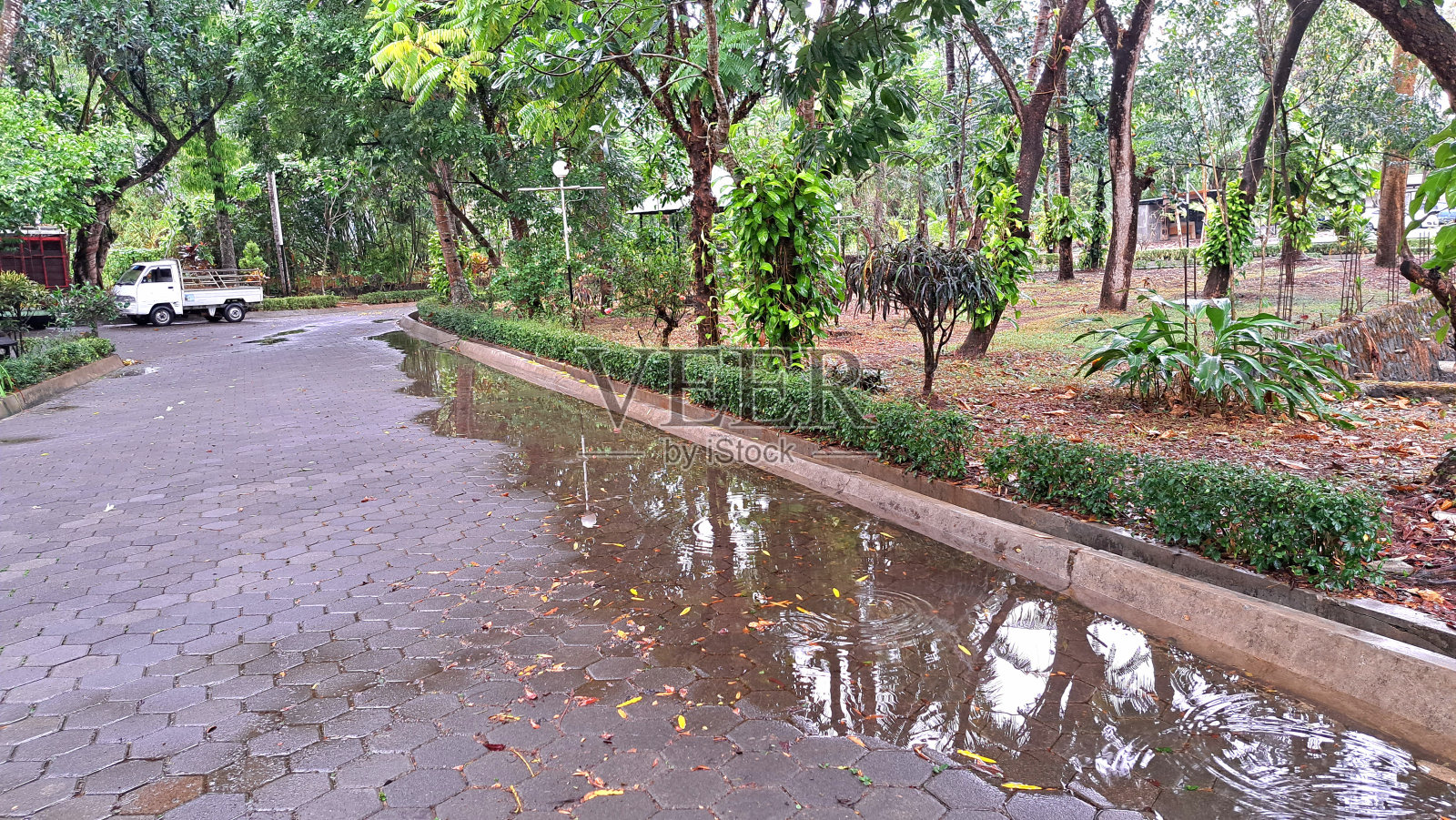 花园氛围在晨,雨后飘零照片摄影图片