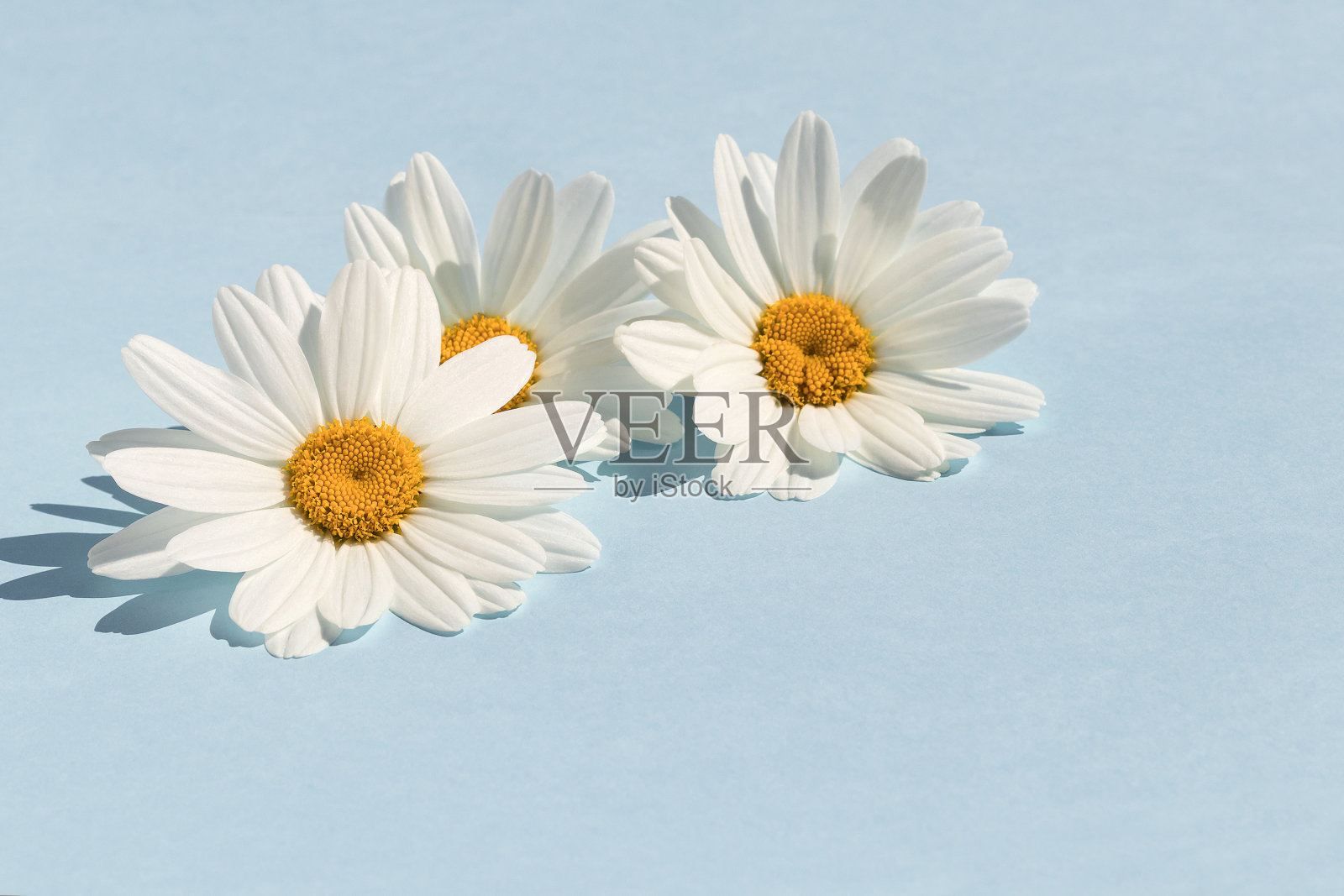 蓝色背景配白色田野雏菊,地方为贺词。照片摄影图片