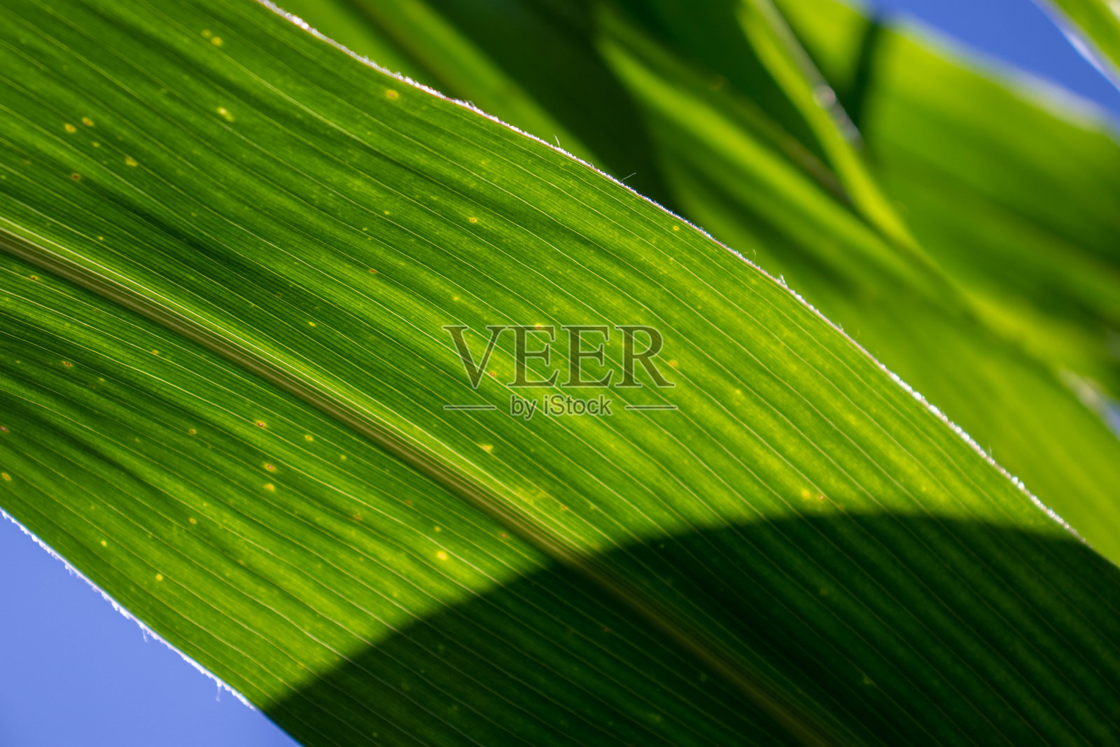 下午暴露在阳光下的玉米叶子的纹理。照片摄影图片