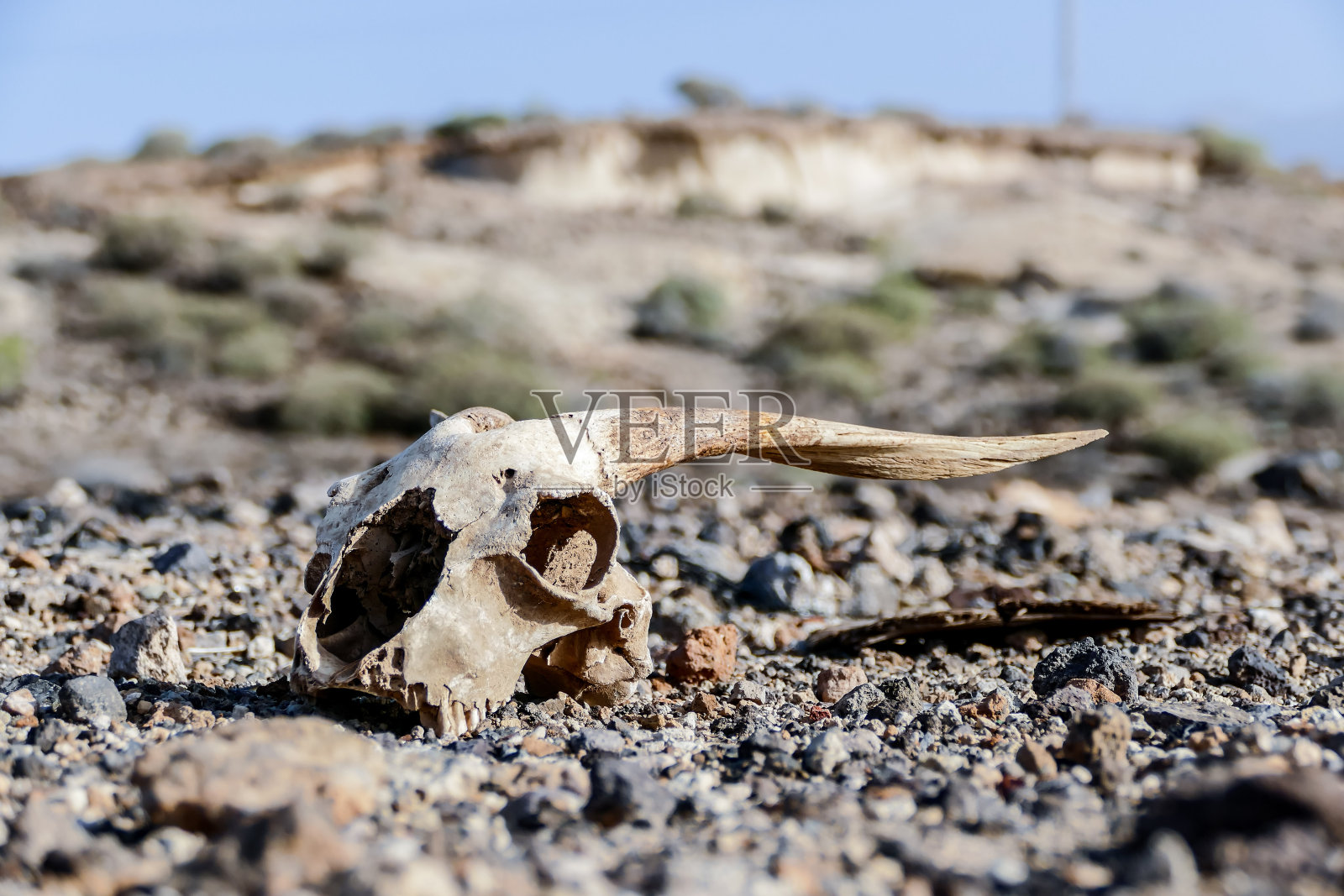 干山羊头骨骨,山羊头骨背景在沙漠照片摄影图片