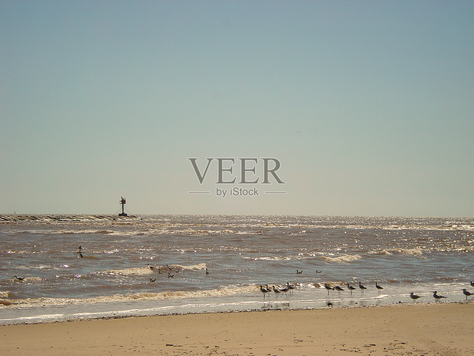 海岸上的海鸥照片摄影图片