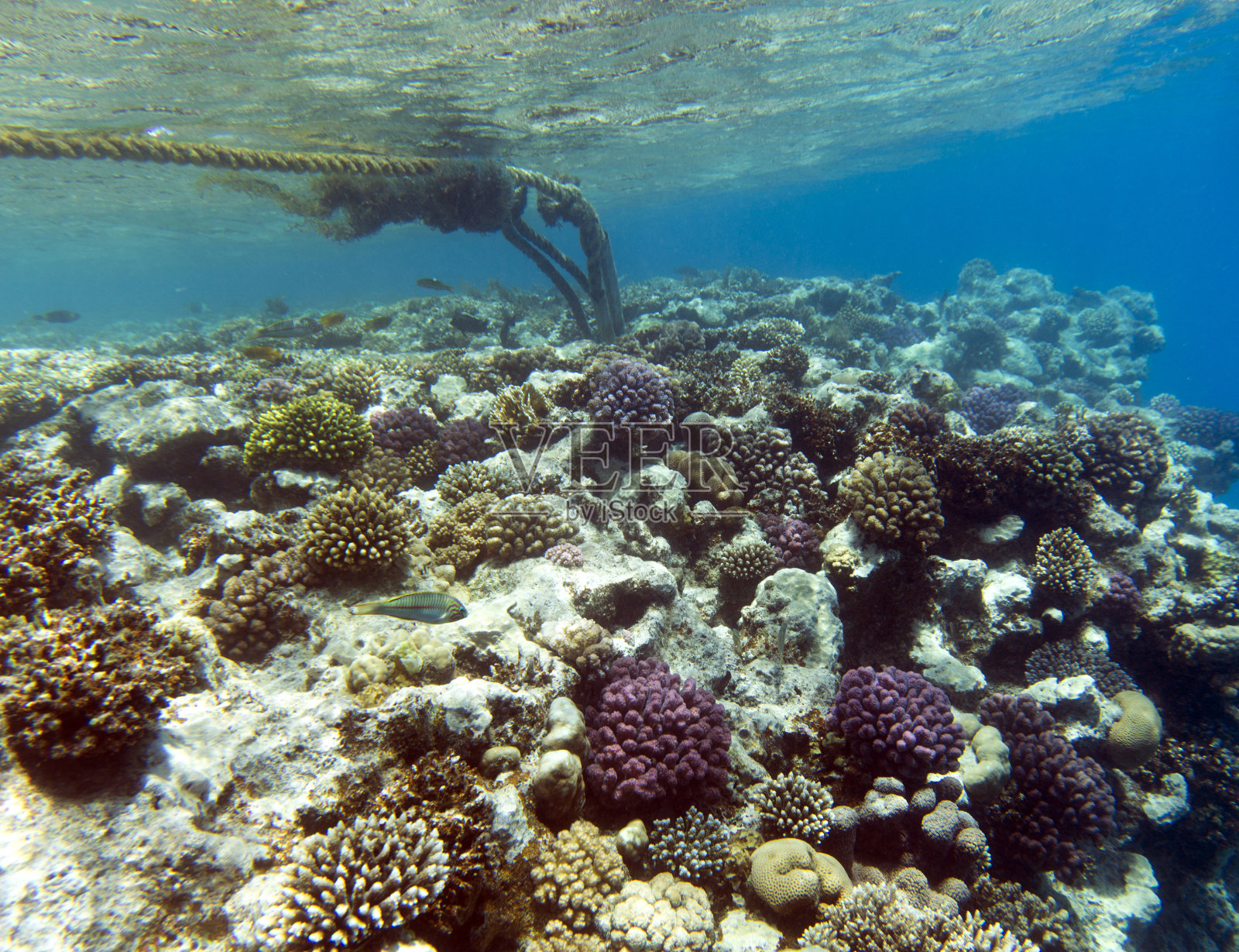 珊瑚礁照片照片摄影图片