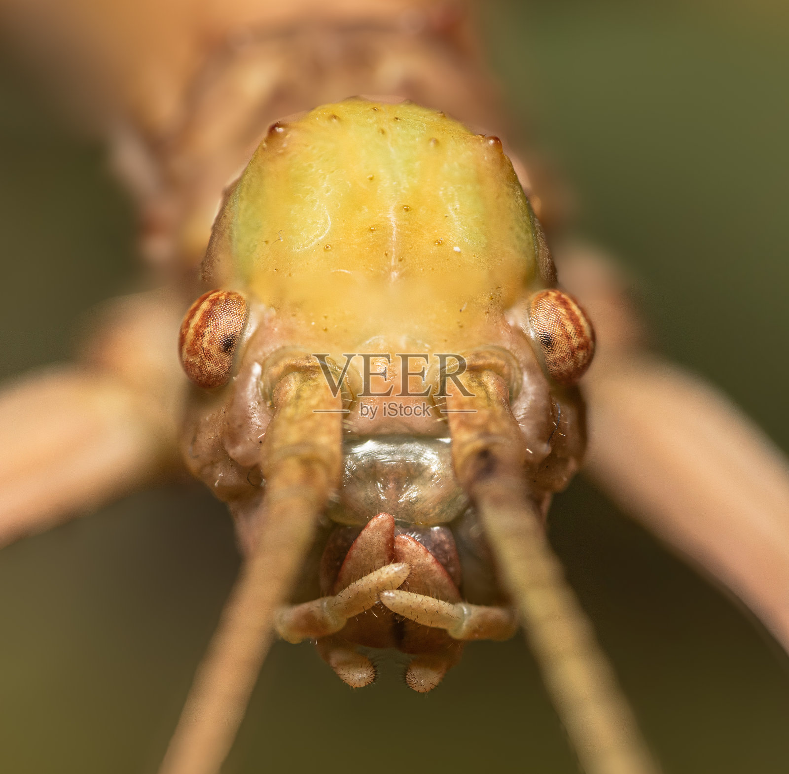 绿豆竹节虫超特写照片摄影图片