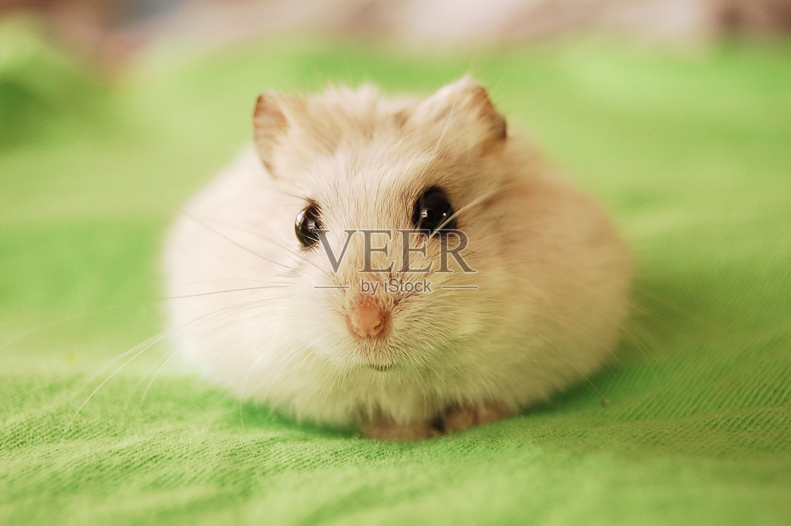 坎贝尔的仓鼠摆出可爱的姿势照片摄影图片