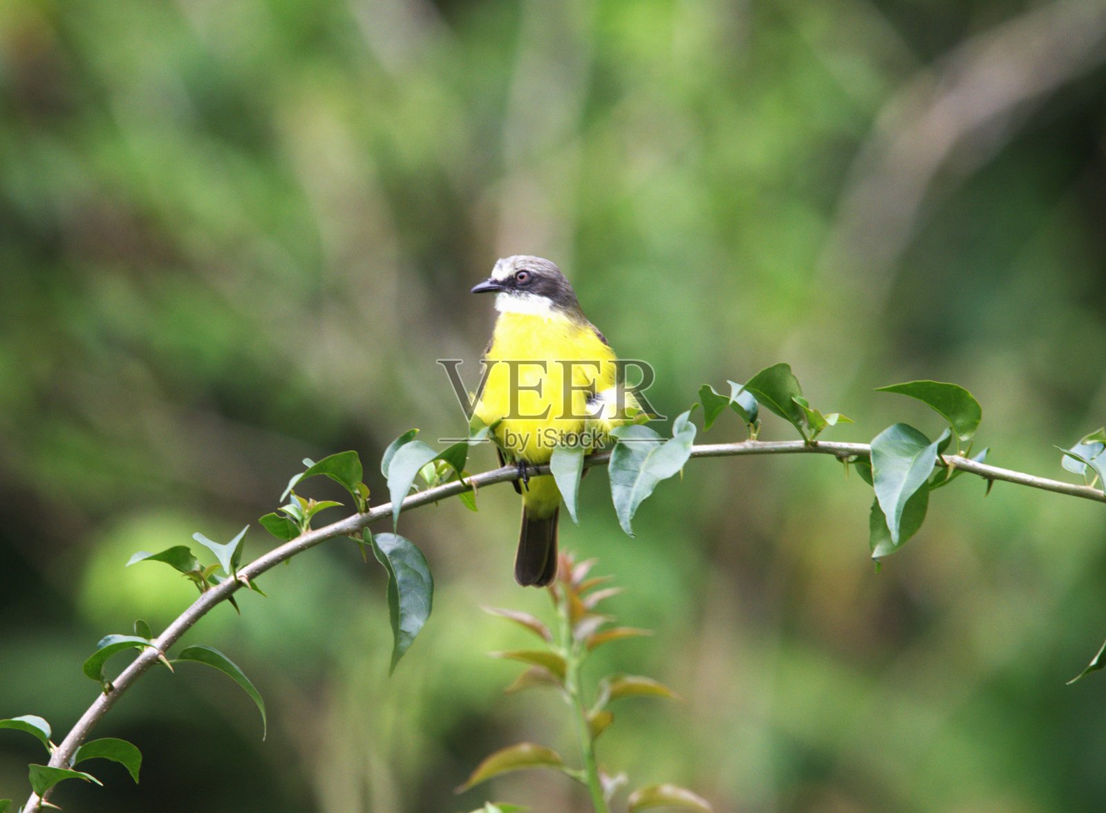 一个伟大的基斯卡迪栖息照片摄影图片
