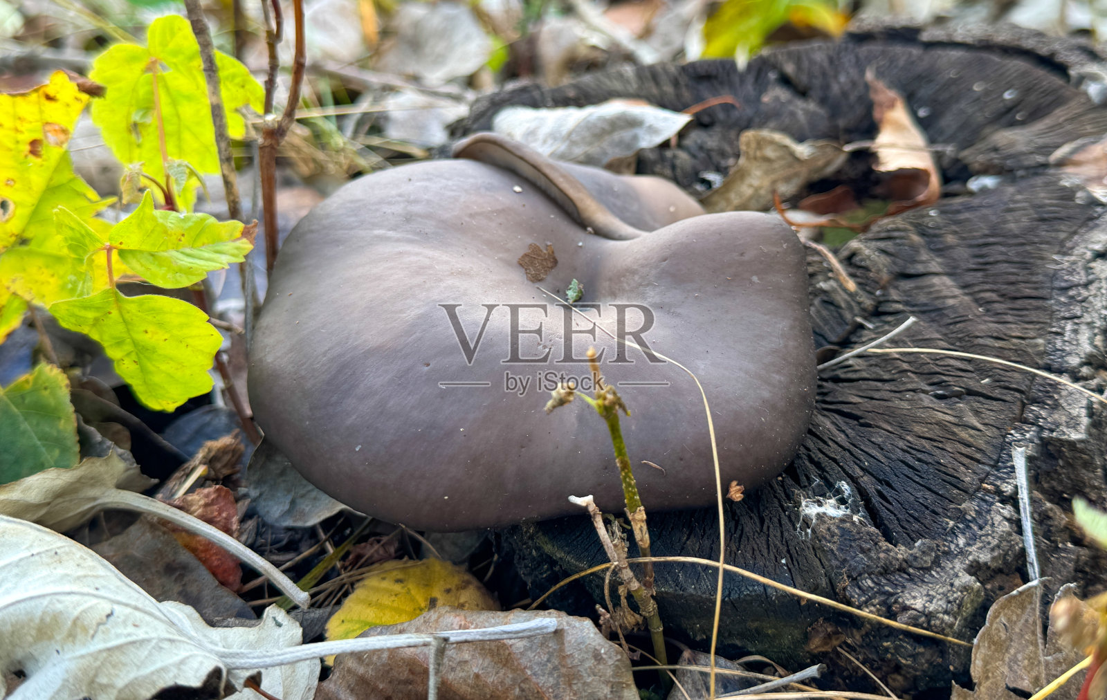 平菇生长在树桩上照片摄影图片