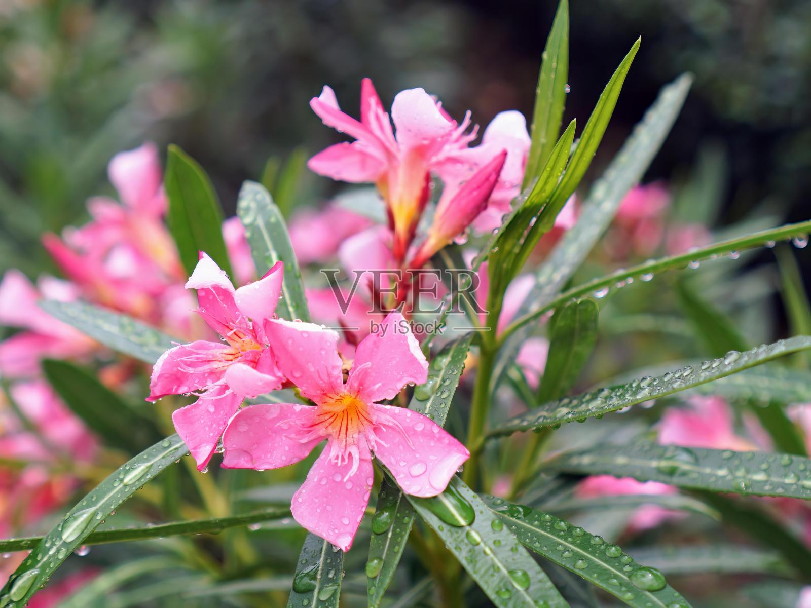 一张粉红色的花的照片,上面有水滴。照片摄影图片