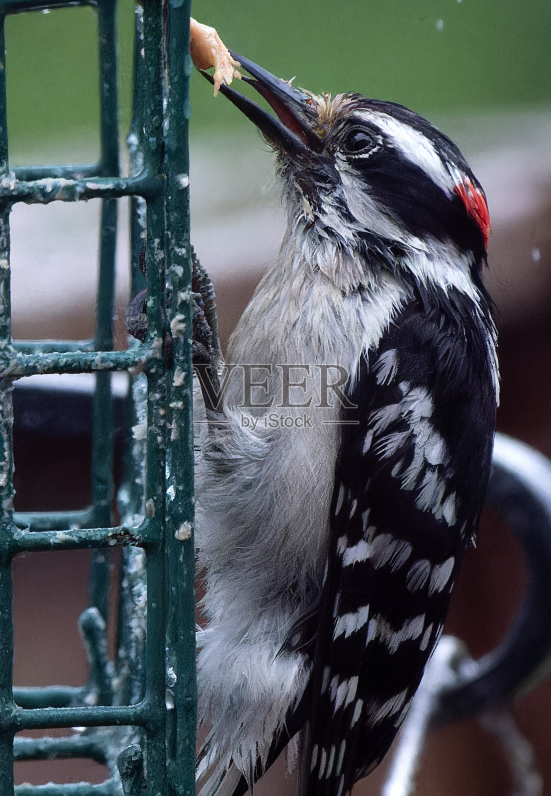 一只啄木鸟在甜饲料上照片摄影图片