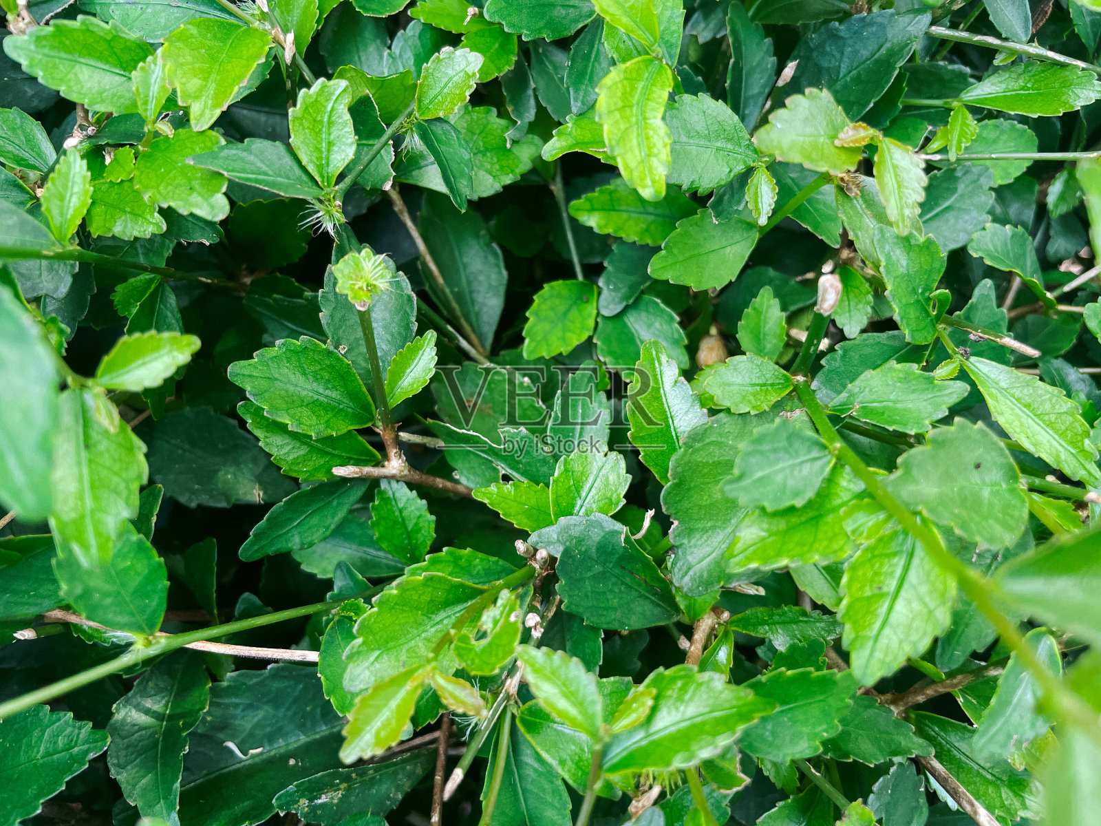 美丽的自然绿叶墙,绿色的背景照片摄影图片