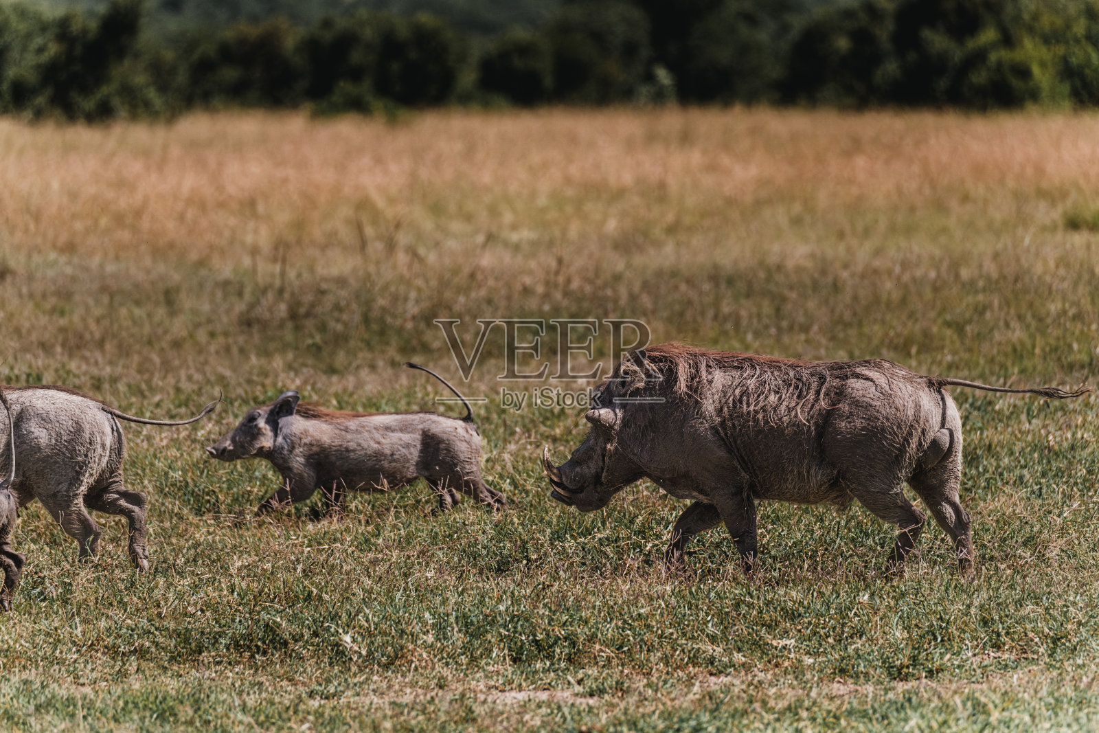 疣猪在茂盛的马赛马拉草原上吃草照片摄影图片