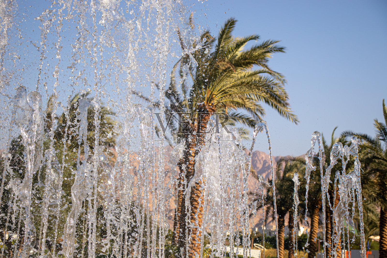 棕榈树背景下的喷泉照片摄影图片