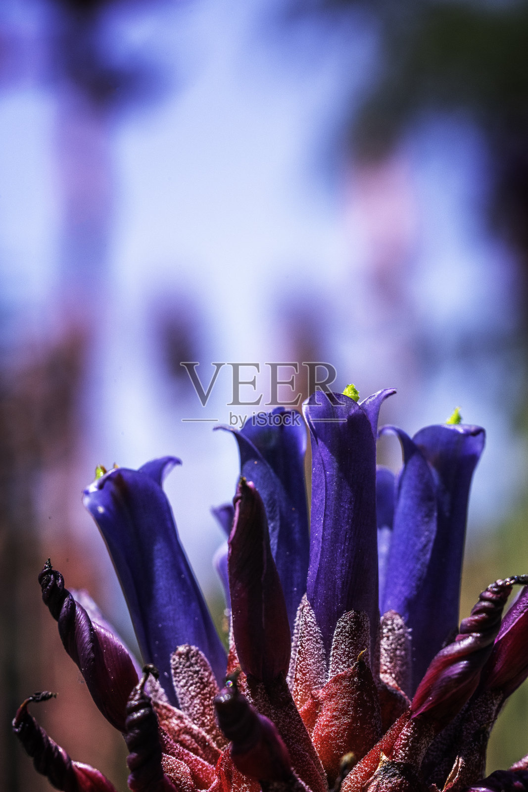 Puya Venusta花照片摄影图片