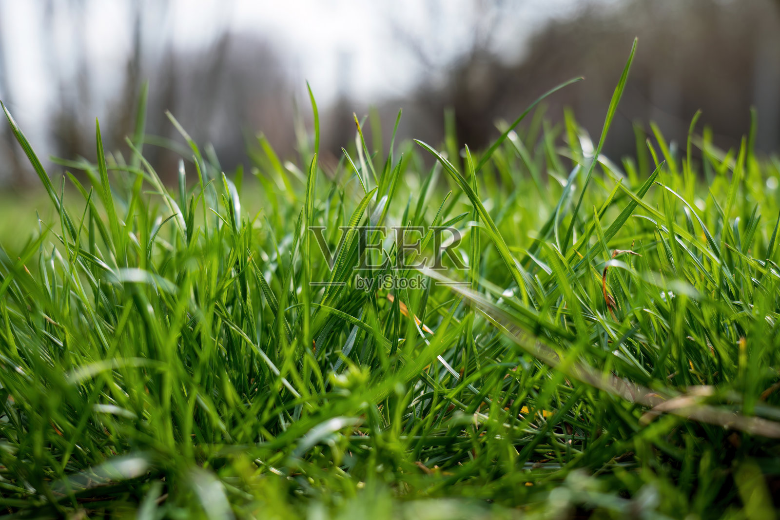 绿草在春天阳光明媚。照片摄影图片