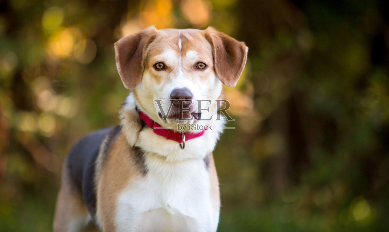 一只三色猎犬混血狗照片摄影图片