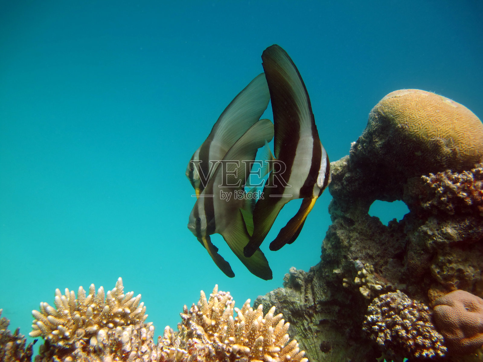 长鳍蝙蝠鱼照片摄影图片