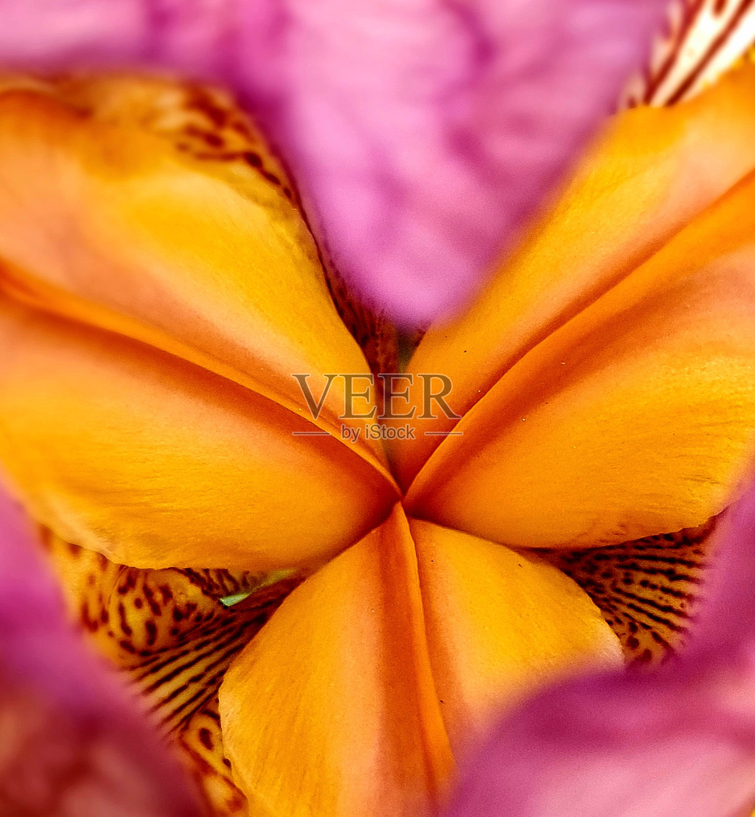 虹膜照片摄影图片