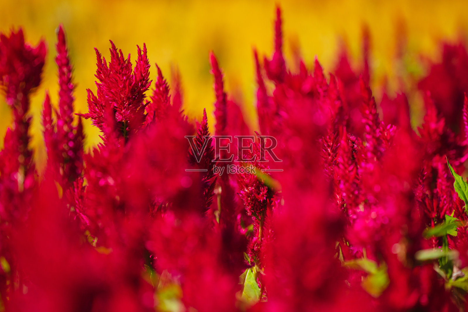 2023年10月,公园里秋天盛开的鸡冠花照片摄影图片