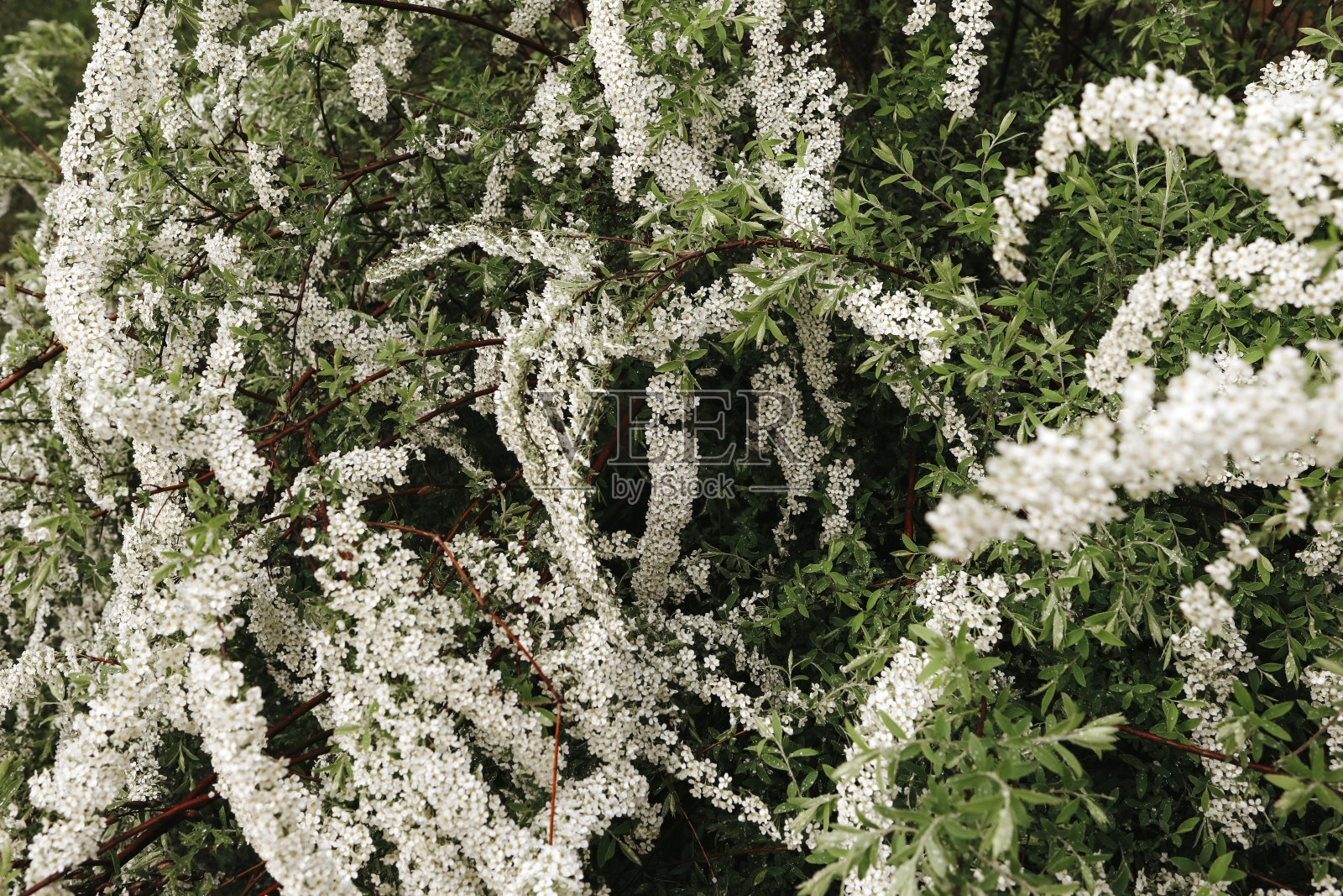 Bridalwreath Spiraea照片摄影图片