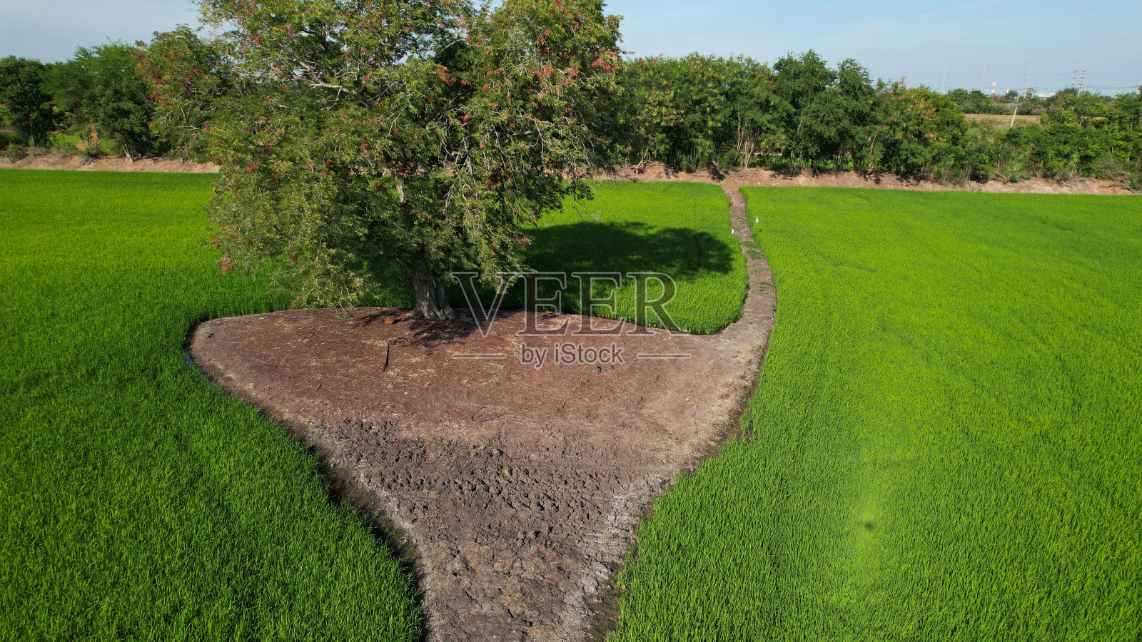 体验前所未有的梯田之美。借助无人机灌溉技术,您可以在阳光明媚的日子从空中俯瞰郁郁葱葱的绿色植物。不要错过这非凡的景色照片摄影图片