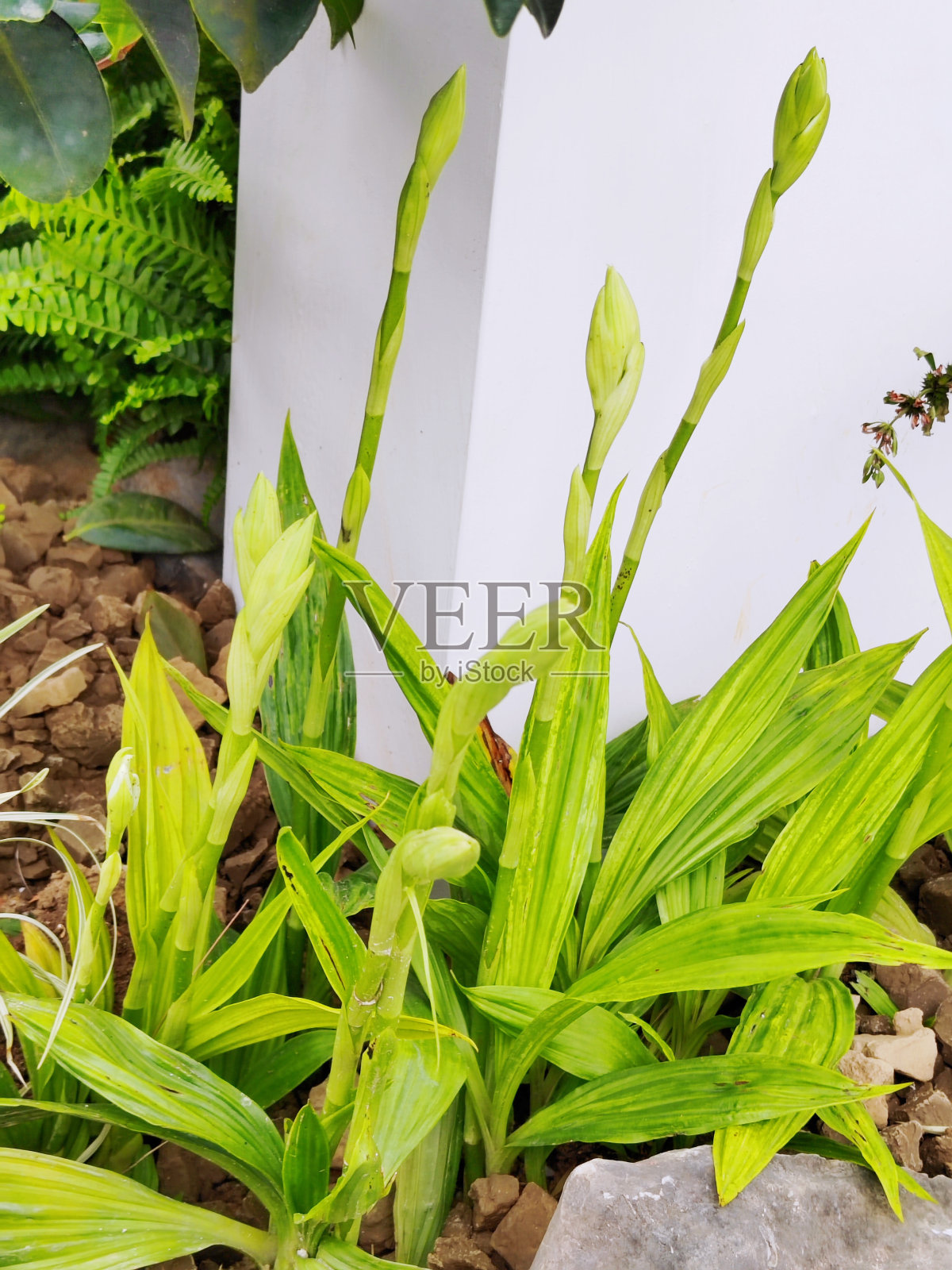 Phaius tankervilleae照片摄影图片