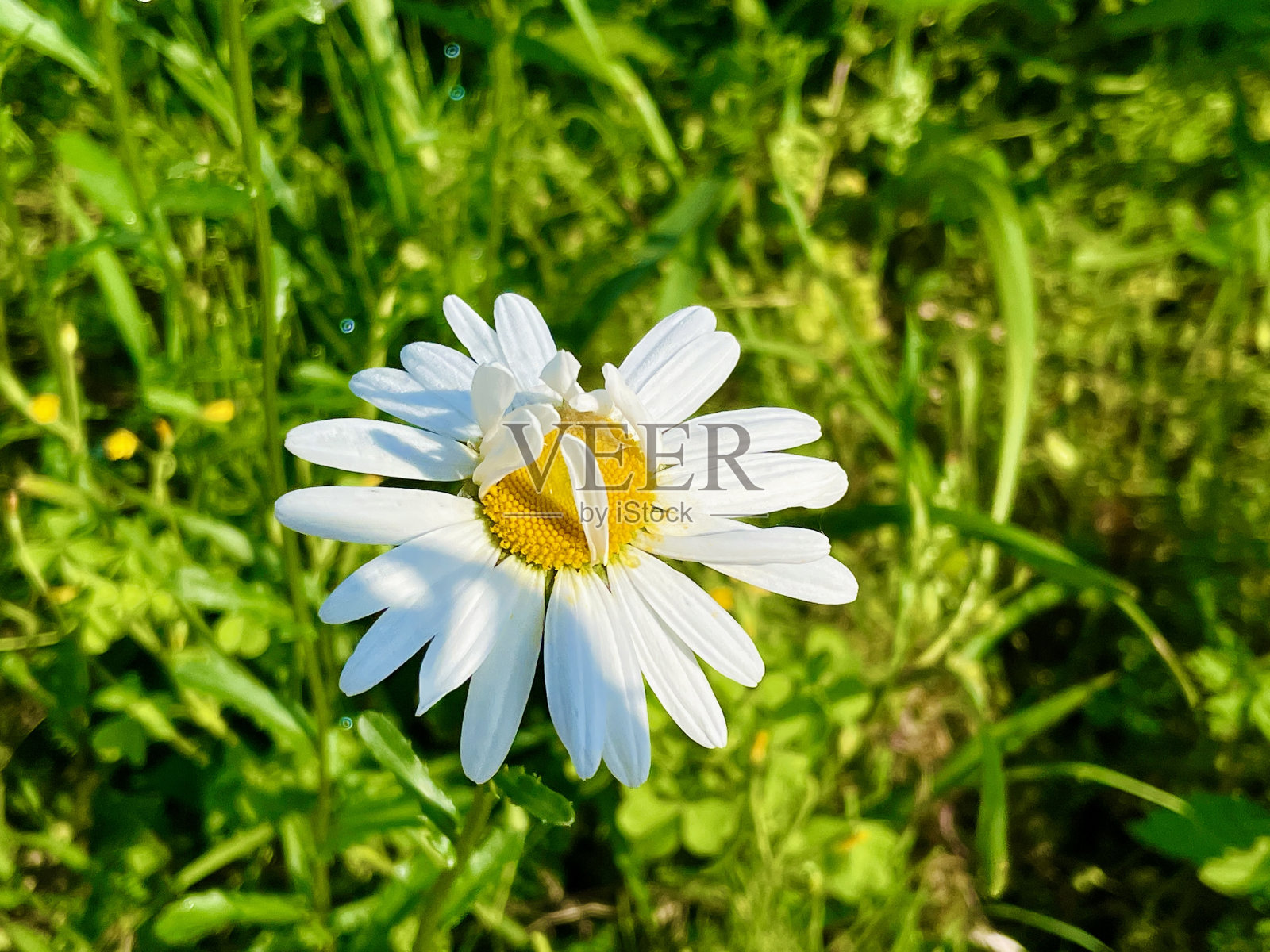 院子里的花很漂亮照片摄影图片