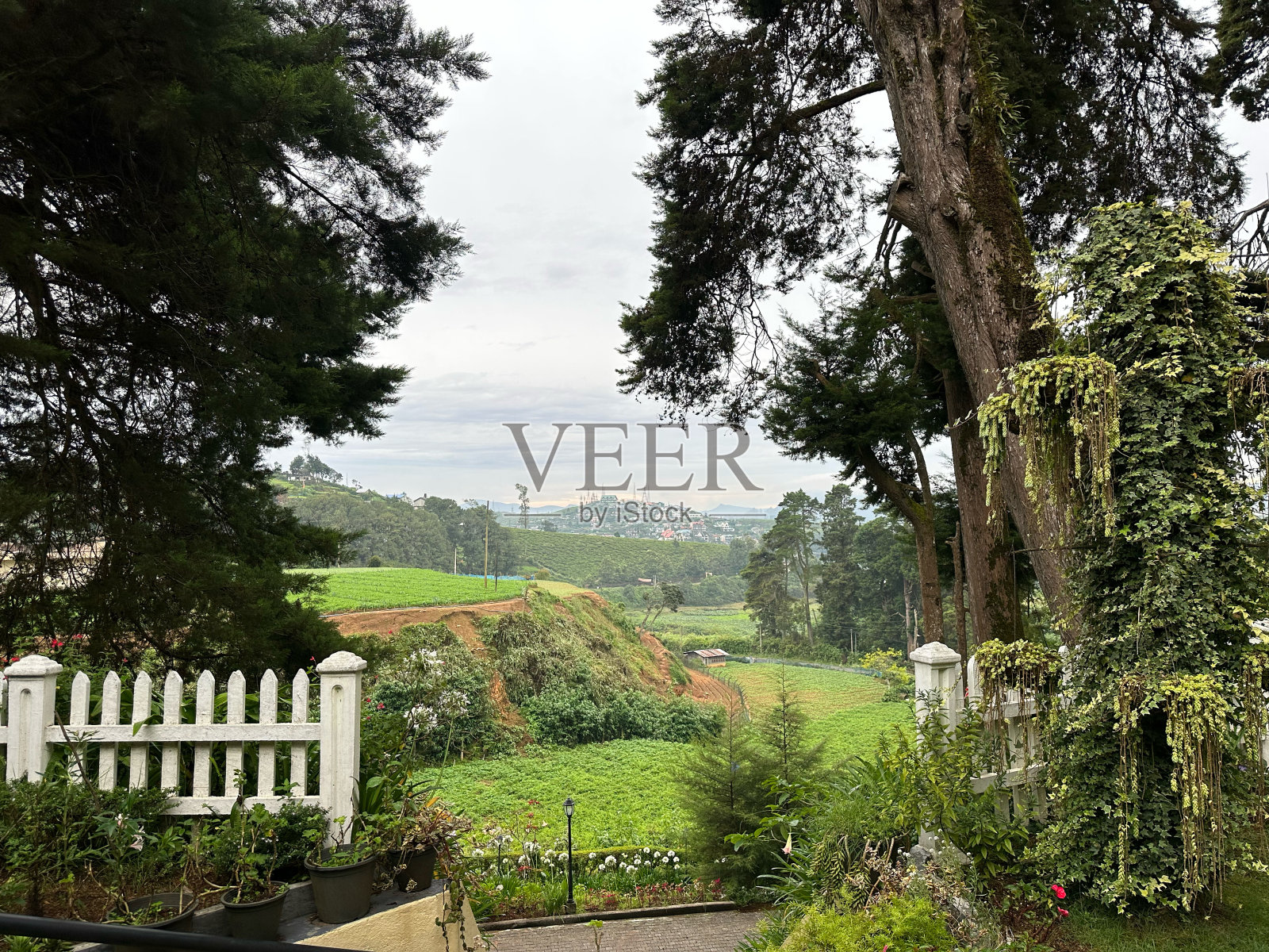 斯里兰卡的绿色早晨照片摄影图片