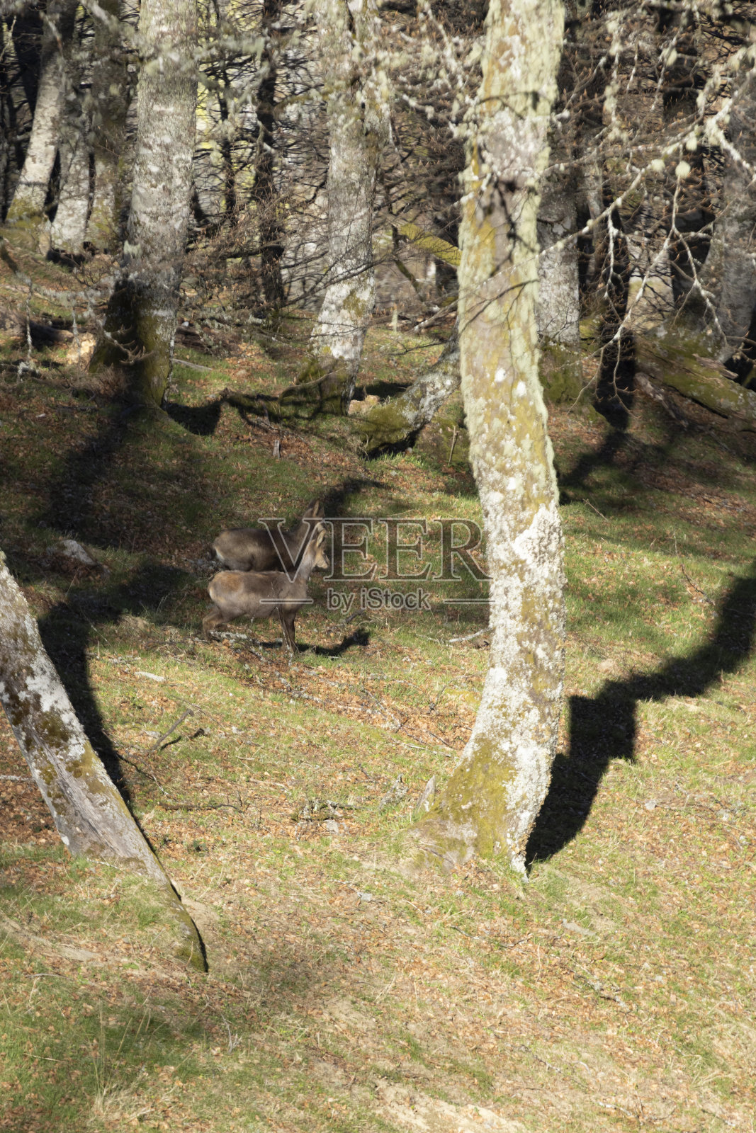 在一个阳光明媚的日子里,两只小羚羊在山上的小树林里的肖像照片摄影图片