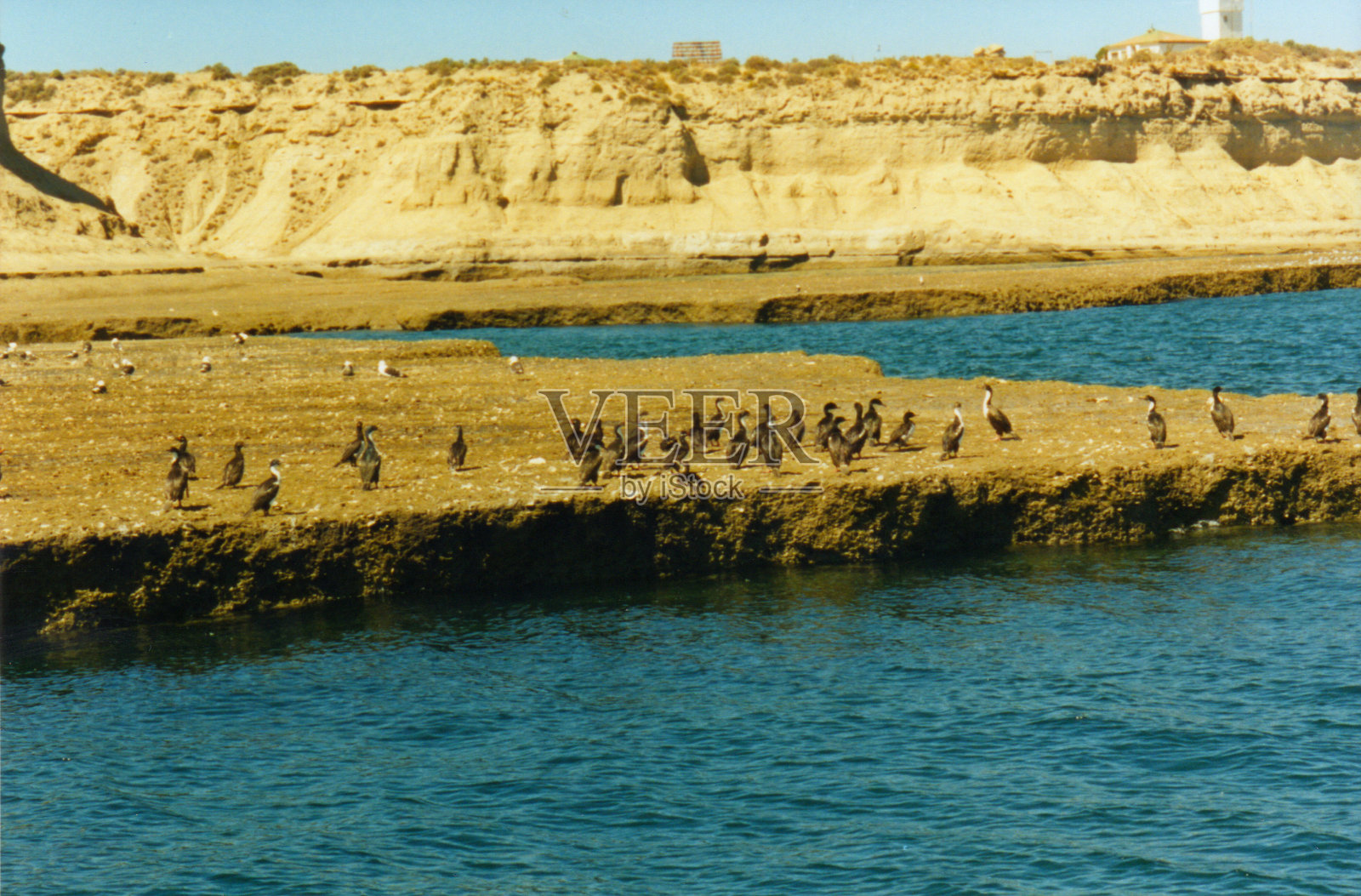 一群鸬鹚和其他海鸟在小岛上休息照片摄影图片