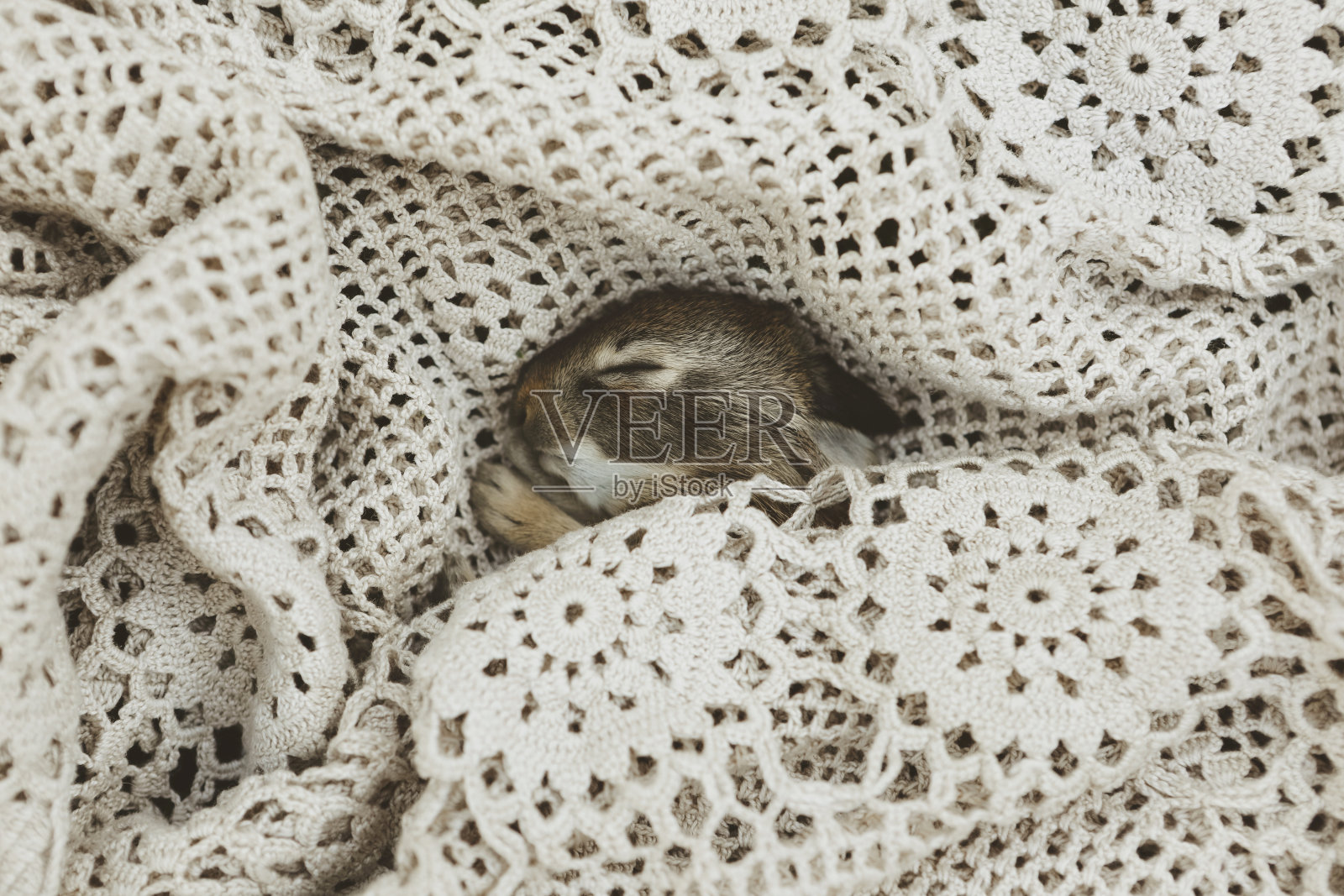 小兔子裹在毯子里照片摄影图片