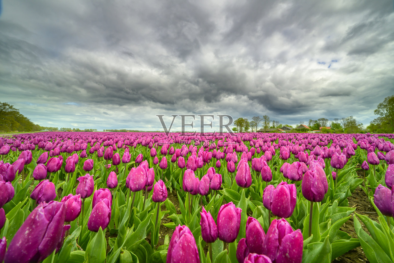 春天田野里紫色的郁金香照片摄影图片