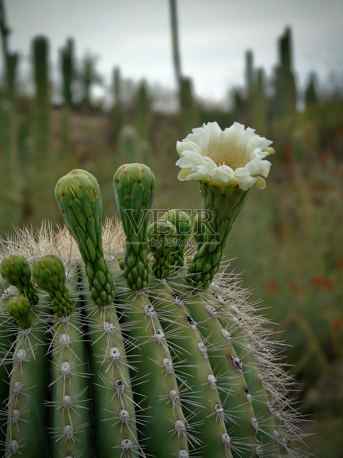 在萨瓜罗国家公园内,一朵白色和黄色的蜡状杯花在一棵高耸的萨瓜罗仙人掌(carnegiea gigantea)上开放照片摄影图片