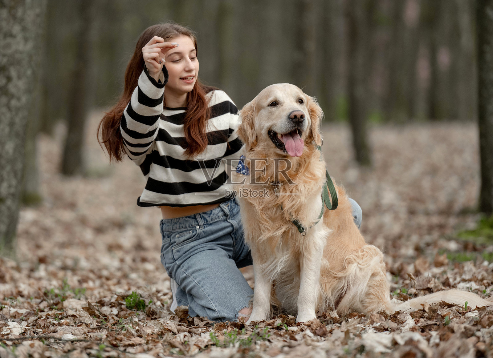 十几岁的女孩和金毛猎犬在公园照片摄影图片
