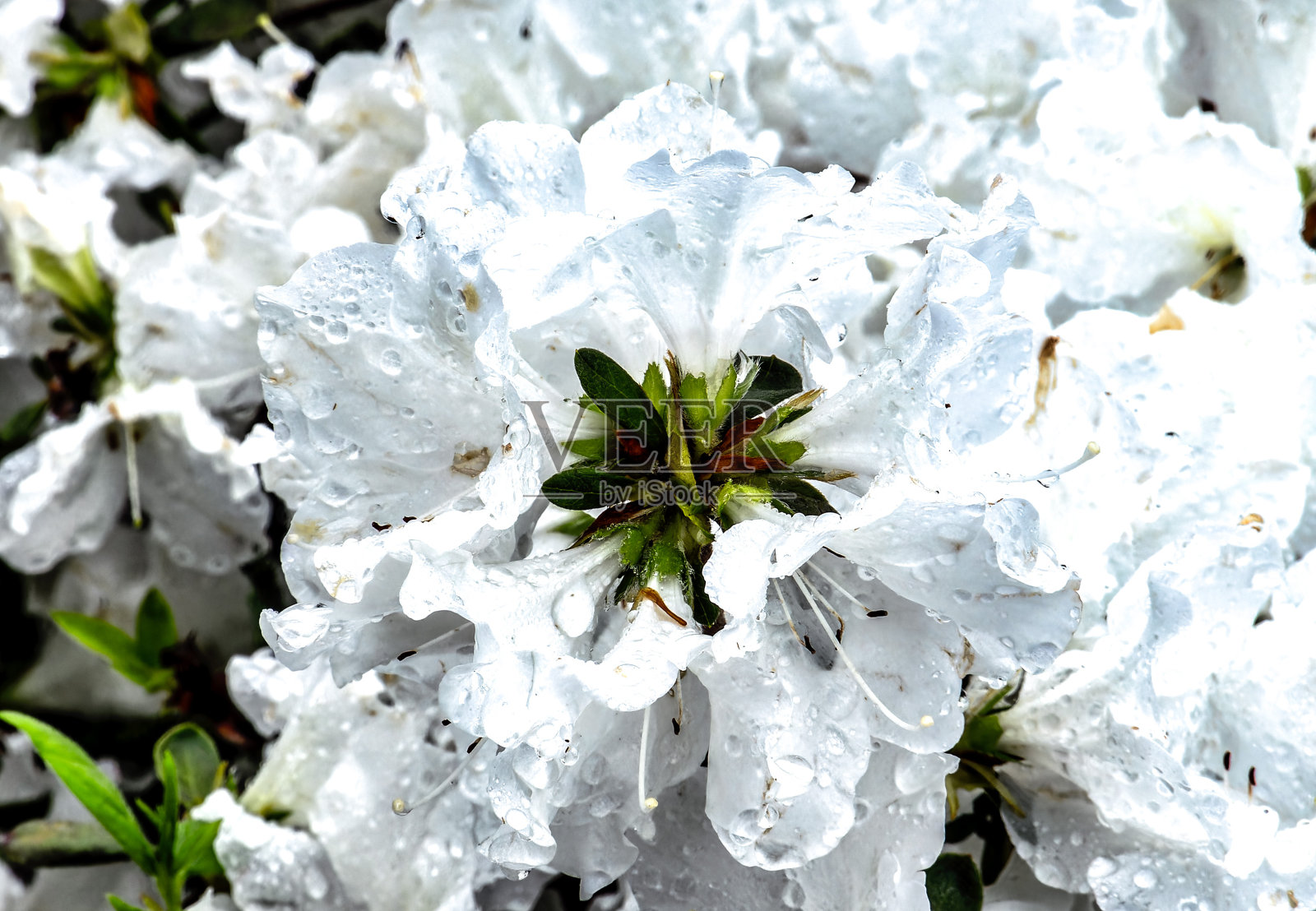 雨后白色的杜鹃花照片摄影图片