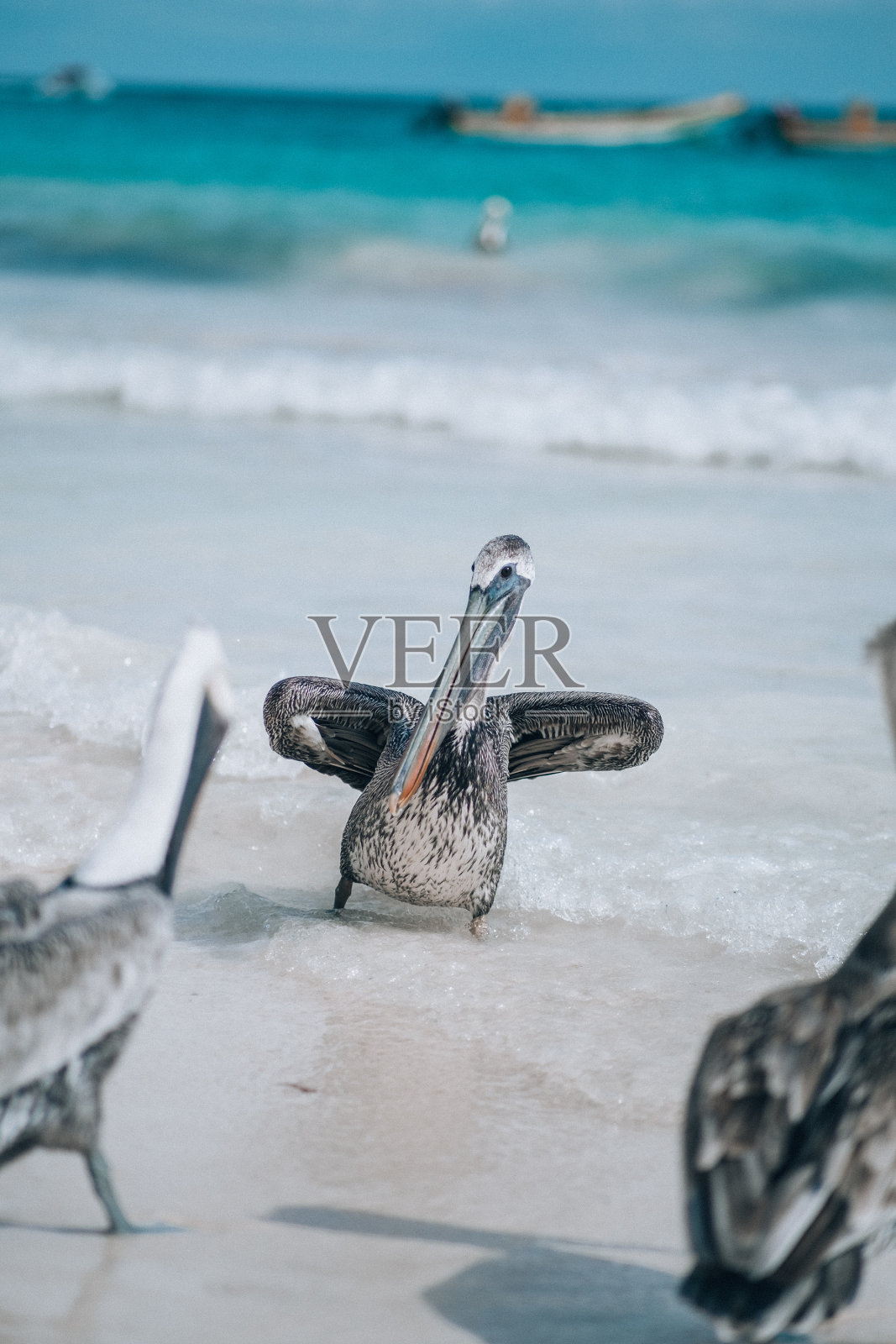 鹈鹕在图伦海滩浅水区戏水照片摄影图片