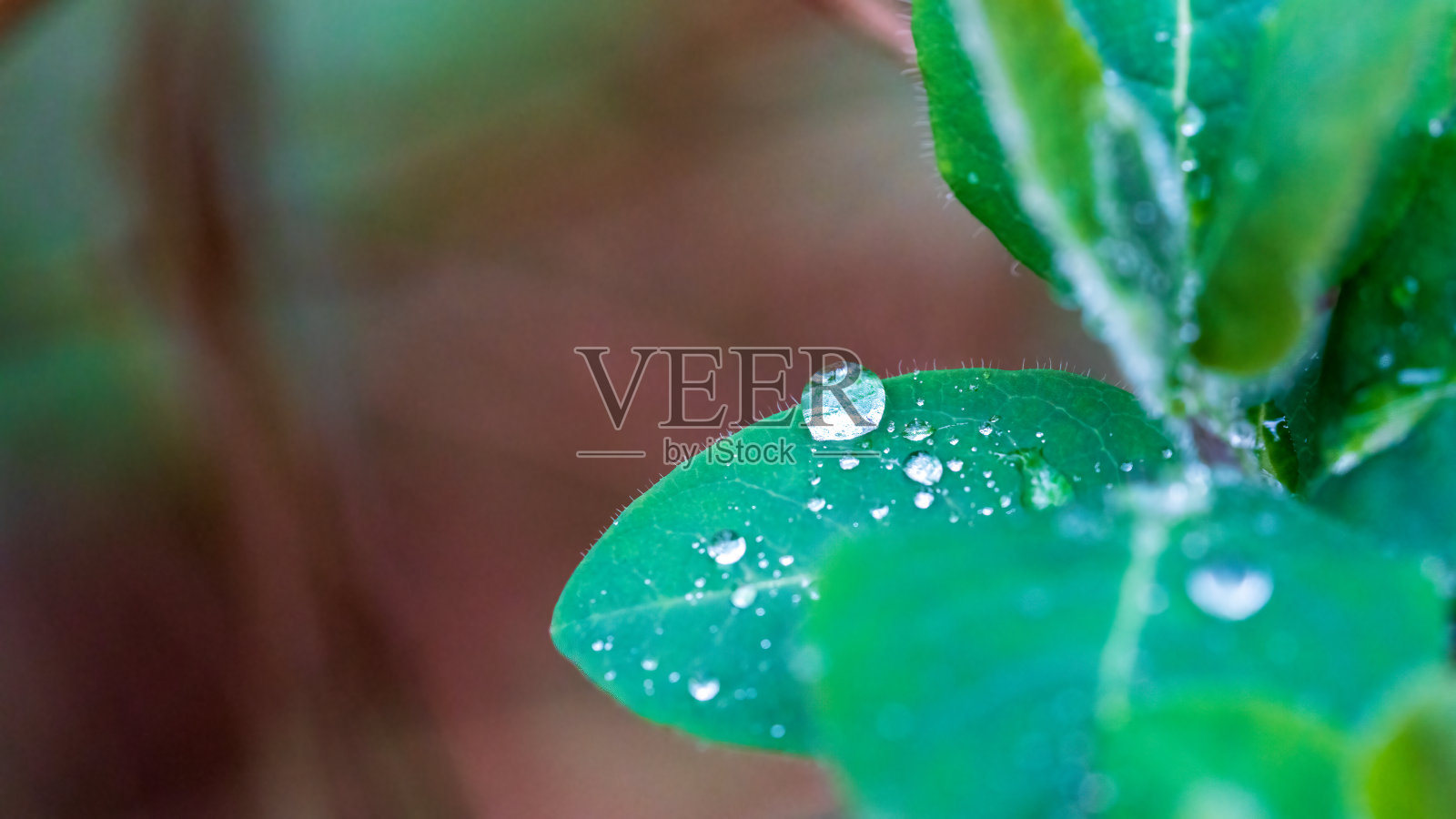 树叶上的水滴特写照片摄影图片