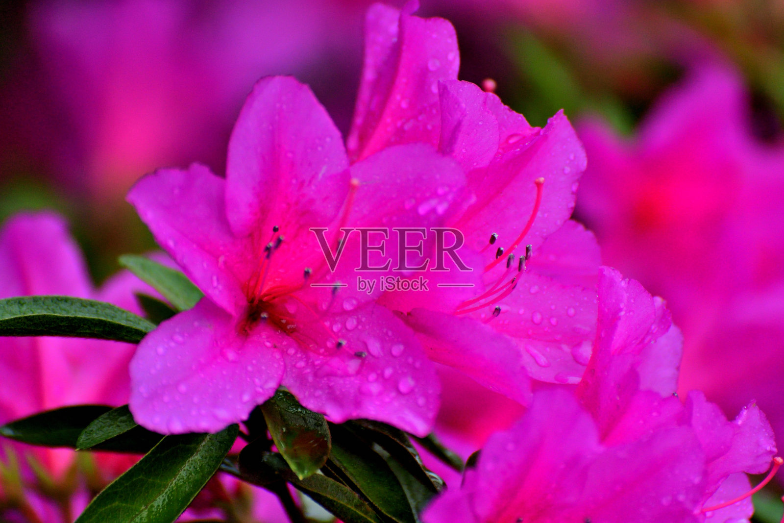 杜鹃花:美丽的春天盛开的灌木在盛开照片摄影图片