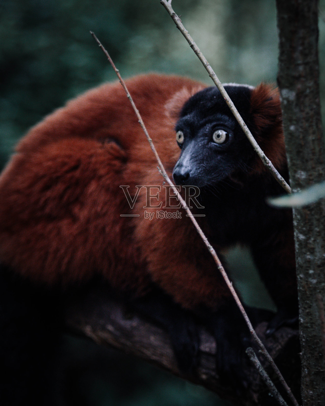 变化面粉糊照片摄影图片