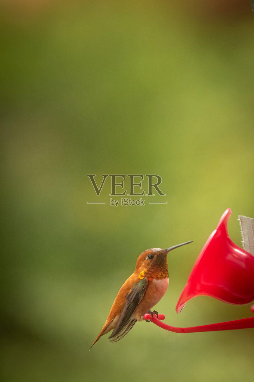 坐在喂食器旁的红褐色蜂鸟照片摄影图片