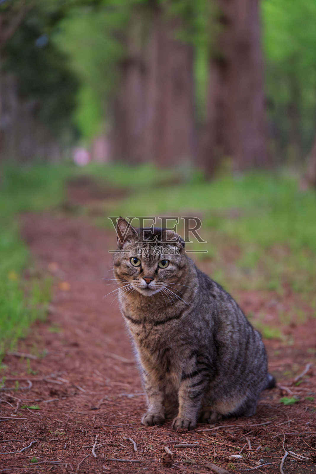 一只断了一只耳朵的猫,晚上坐在绿树成荫的街道上照片摄影图片