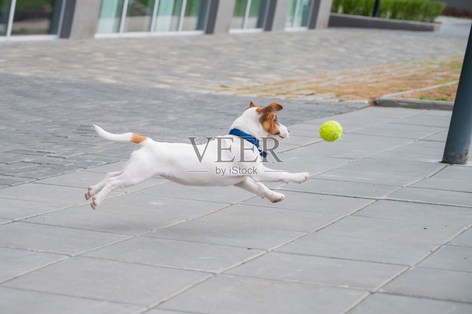 纯种毛光滑的小狗杰克罗素梗在街上玩耍。快乐的小狗同伴跑着跳着去抢网球。活泼的四条腿的朋友。照片摄影图片